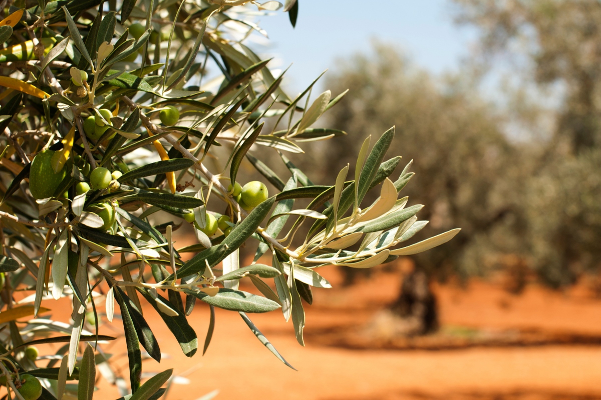 Olivový olej je už tisíciletí velkým symbolem Středozemního moře